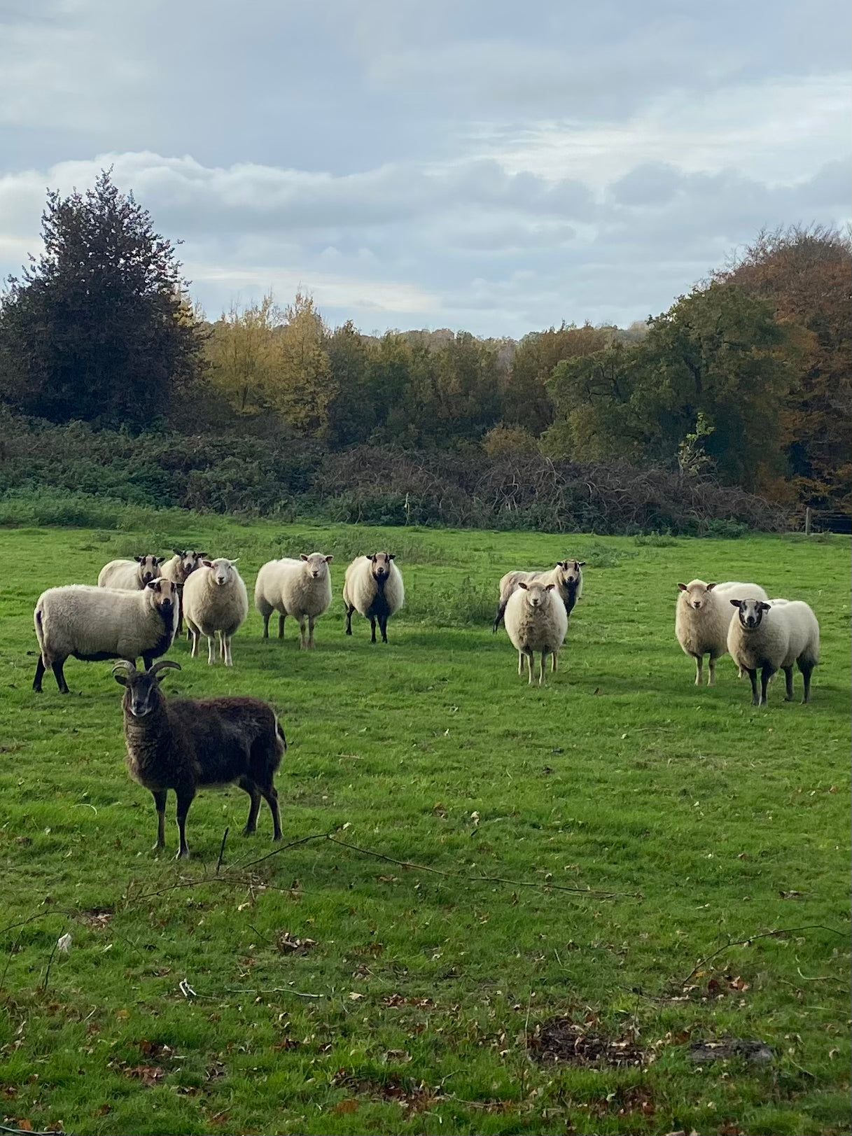 Sheep jumper